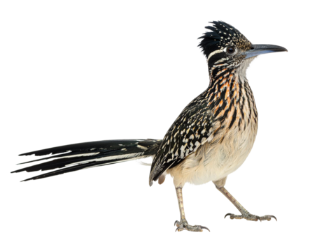 "Isolated Roadrunner Bird Image on Transparent Background – Perfect for Wildlife and Nature Stock Photography Featuring Desert Animal with Distinct Feather Details" - Powered by Adobe