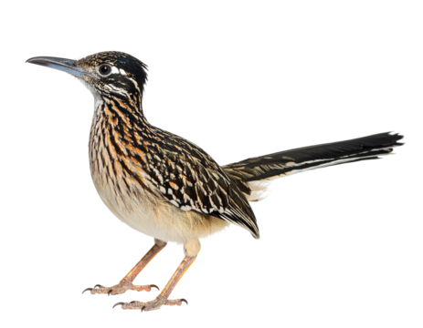 "High-Resolution Isolated Roadrunner Bird on Transparent Background – Wildlife Photography Showcasing Desert Nature and Feathered Elegance for Creative Design Use"