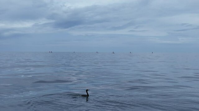 Cormorant Swimming With Paddleboarders on Calm Ocean Horizon