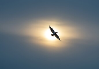 Fototapeta premium Silhouette of bird flying across glowing sun in dramatic evening sky