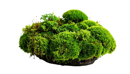 Green moss cluster isolated on transparent background