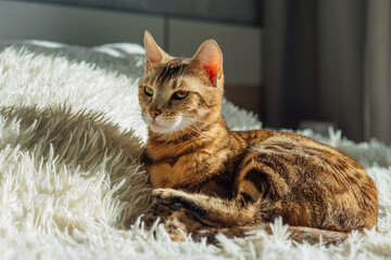 Bengal kitty cat laying on the white fury blanket indoors