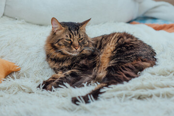 Young cute longhair bengal cat laying on the white blanket indoors.