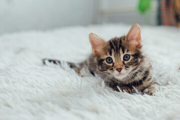 Cute bengal one month old kitten on the white fury blanket close-up.
