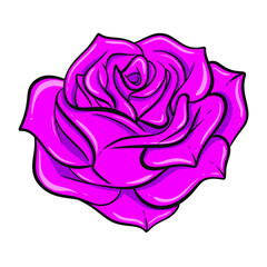 purple rose on white background