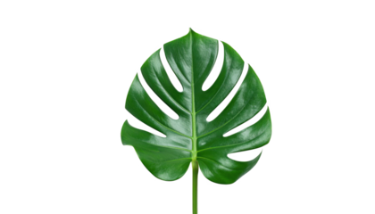 Intricate monstera leaf isolated on transparent background