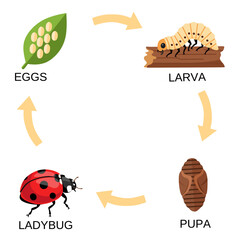Colorful vector chart of ladybug life cycle stages: egg, larva, pupa, and adult. Ideal for science education, insect study, or children’s biology materials