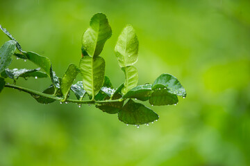 Kaffir lime leaves are an essential part of Asian cooking, adding a citrusy aroma,Green leaf with...