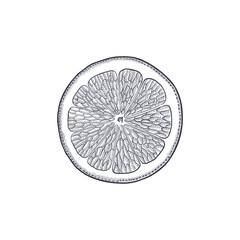 vector vintage drawing fruit, half of orange isolated at white background