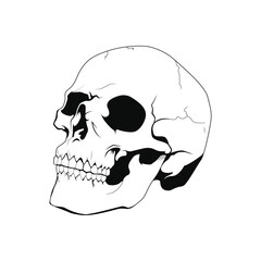 Simple, Realistic And a Side View Human Skull On a White Background.