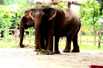 Rescued Thai elephants walking and feeding in natural sanctuary environment