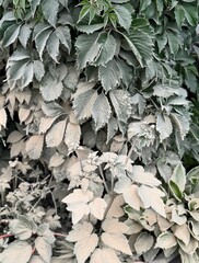 a green climbing plant in heavy dust. construction dust on plants in the garden.