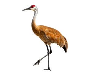 "Isolated Sandhill Crane Bird on Transparent Background – Wildlife Photography Highlighting Natural Feathers and Graceful Form for Microstock Use"