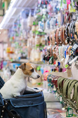 Jack Russell Terrier dog in a stroller in a pet store. 