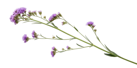 purple statice flower sprig