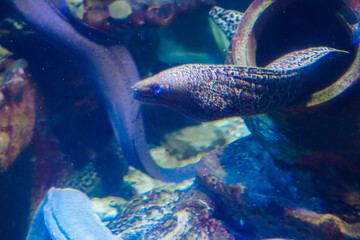 Various Aquatic Animals in Their Natural Habitat