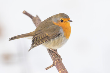 European Robin Erithacus rubecula perched on stick in winter in Greifswald, germany