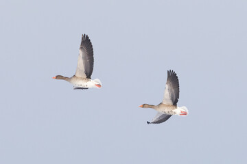 pair of Greylag Goose Anser anser flying in Greifswald, Germany
