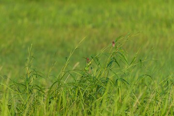 Two Tiny Birds Perched on Green Grass Natures Serene Beauty.