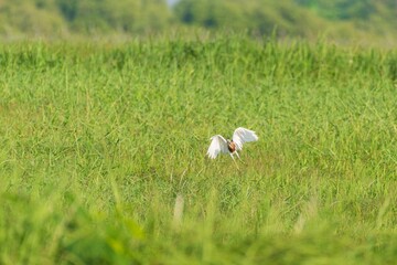 Javan Pond Heron Landing: Serene Flight Over Lush Green Grassland.