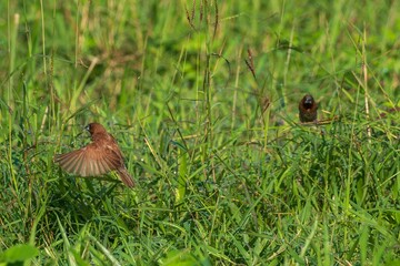 Chestnut Munia Takes Flight Amidst Dew-Kissed Grass Another Perches Nearby.