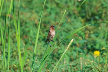 Scaly-breasted Munia Perched on Green Reed Sunny Day.