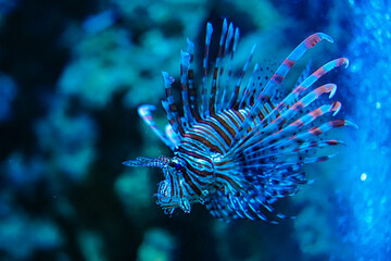 Various Aquatic Animals in Their Natural Habitat