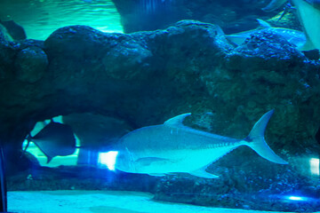 Fototapeta premium Various Aquatic Animals in Their Natural Habitat