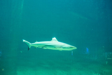 Various Aquatic Animals in Their Natural Habitat