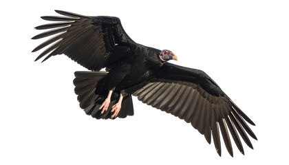 Obraz premium Elegant Bird Photography of a California Condor Isolated on Transparent PNG – Perfect for Educational and Nature-Inspired Designs