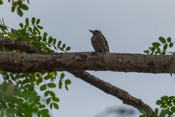 Woodpecker Perched on Branch Observing Cloudy Sky Natures Serenity Wildlife Portrait.