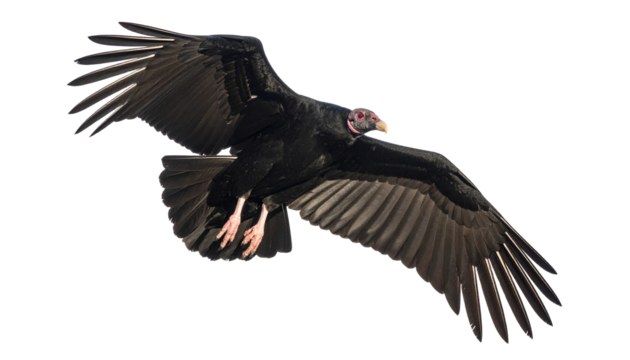 Elegant Bird Photography of a California Condor Isolated on Transparent PNG – Perfect for Educational and Nature-Inspired Designs