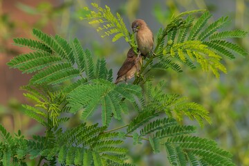 Scaly-breasted Munia Pair Perched on Delicate Green Acacia Branches Natural Light. © Martanto Setyo H