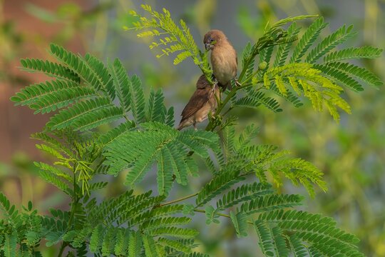 Scaly-breasted Munia Pair Perched on Delicate Green Acacia Branches Natural Light.