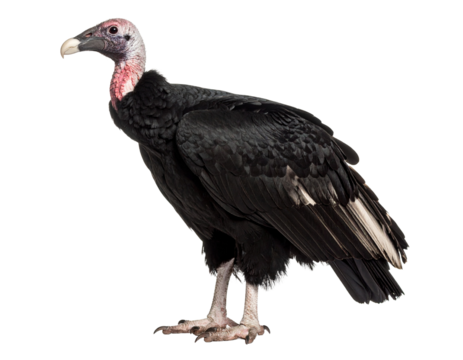 Majestic California Condor Isolated on Transparent Background – High-Resolution Wildlife Photography of an Endangered Bird in Detail