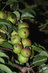 A branch of a pear tree with unripe fruits, taken at night.