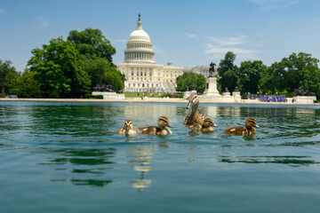 Ducks swim near the Capitol landmark. Capitol building. The House and Senate. Capitol Reflecting...