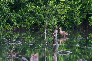 Serene Reflection: A Whistling Duck in Tranquil Mangrove Waters.