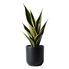 Elegant Sansevieria Trifasciata Laurentii in Black Pot Indoor Plant Houseplant Home Decor