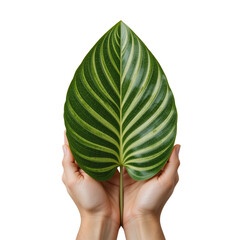 Lush Green Tropical Leaf Held in Hands Nature Botany Ecology Sustainability
