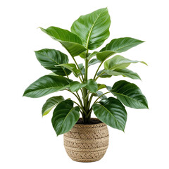 Lush Green Philodendron Plant in Woven Basket Pot Indoor Houseplant Home Decor