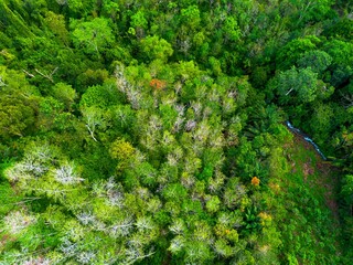 Aerial view of Indonesia's lush rice fields with majestic mountain backdrop, showcasing natural beauty, peaceful morning vibes, perfect for themes of nature, farming, and rural life
