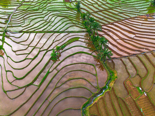 Aerial view of Indonesia's lush rice fields with majestic mountain backdrop, showcasing natural beauty, peaceful morning vibes, perfect for themes of nature, farming, and rural life