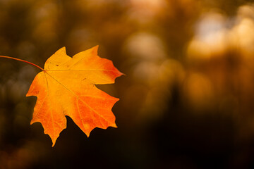 Autumn fall background. Maple leaves in autumn. Autumnal landscape. October of fall. Natural beauty of fall. Falling leaves. Fallen leaves autumn wallpaper. Autumn leaves. Fall foliage.