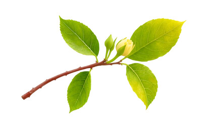 Fototapeta premium White flower bud with green leaves stock photo free on transparent background