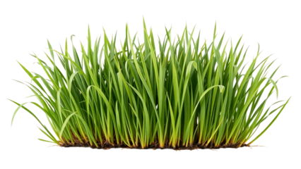 Fresh green grass close up natural plant growth lawn on transparent background