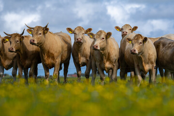 Cow in fields. Cattle ranch. Sunny meadow with grazing cow. Herd of cows on a grassy meadow. Cattle...