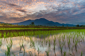 Aerial view of Indonesia's lush rice fields with majestic mountain backdrop, showcasing natural...