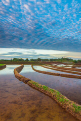 Obraz premium Aerial view of Indonesia's lush rice fields with majestic mountain backdrop, showcasing natural beauty, peaceful morning vibes, perfect for themes of nature, farming, and rural life