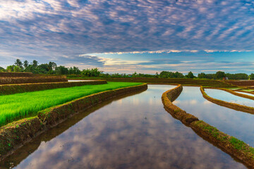 Aerial view of Indonesia's lush rice fields with majestic mountain backdrop, showcasing natural...